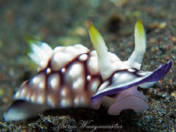 Chromodoris geometrica Nudibranch - Tulamben, Bali (Canon... by Marco Waagmeester 